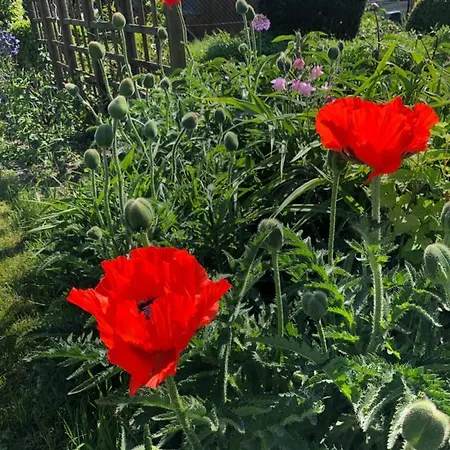 Ruhige 1 Zimmerwohnung Souterrain Apartment Bortfeld